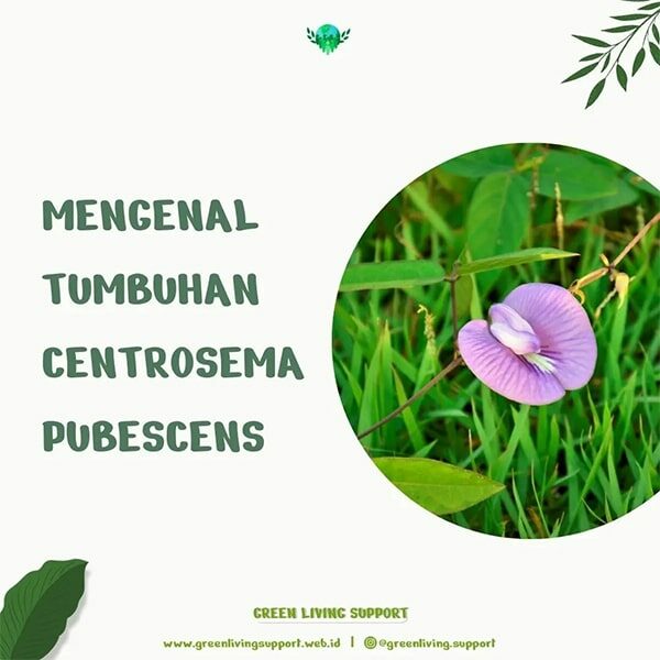 Kegiatan Green Living Support Mengenal Tumbuhan Centrosema Pubescens (1)-min