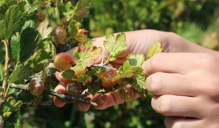 Mengenal Konsep Foraging: Mencari Pangan dari Alam